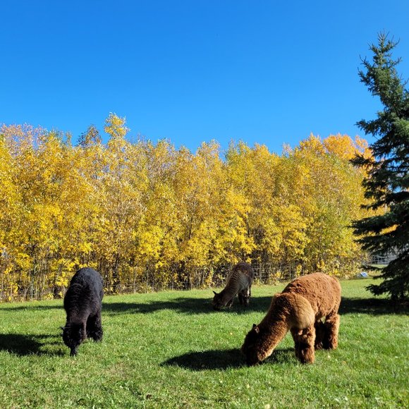 Meet your Posher, Liv - Picture 3 of 10